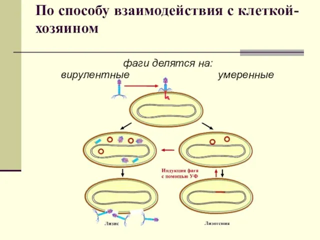 По способу взаимодействия с клеткой-хозяином фаги делятся на: вирулентные умеренные