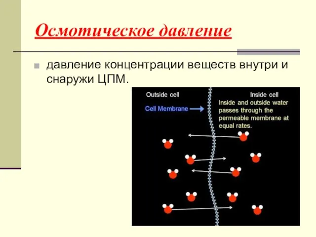 Осмотическое давление давление концентрации веществ внутри и снаружи ЦПМ.