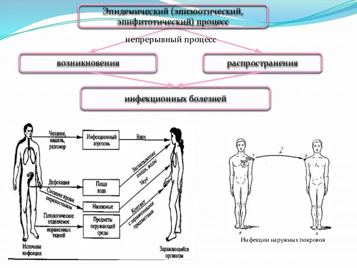 Эпидемический (эпизоотический, эпифитотический) процесс возникновения распространения непрерывный процесс инфекционных болезней Инфекции наружных покровов