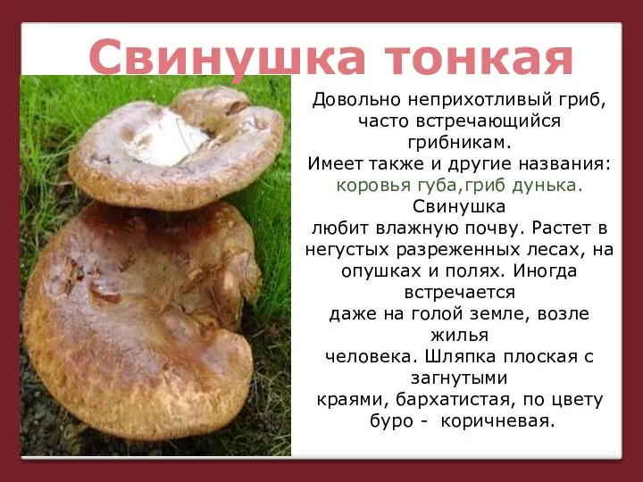 Свинушка тонкая Довольно неприхотливый гриб, часто встречающийся грибникам. Имеет также