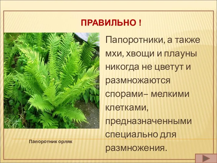 ПРАВИЛЬНО ! Папоротник орляк Папоротники, а также мхи, хвощи и