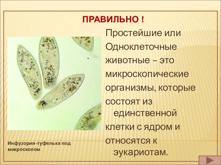 ПРАВИЛЬНО ! Инфузория-туфелька под микроскопом Простейшие или Одноклеточные животные –