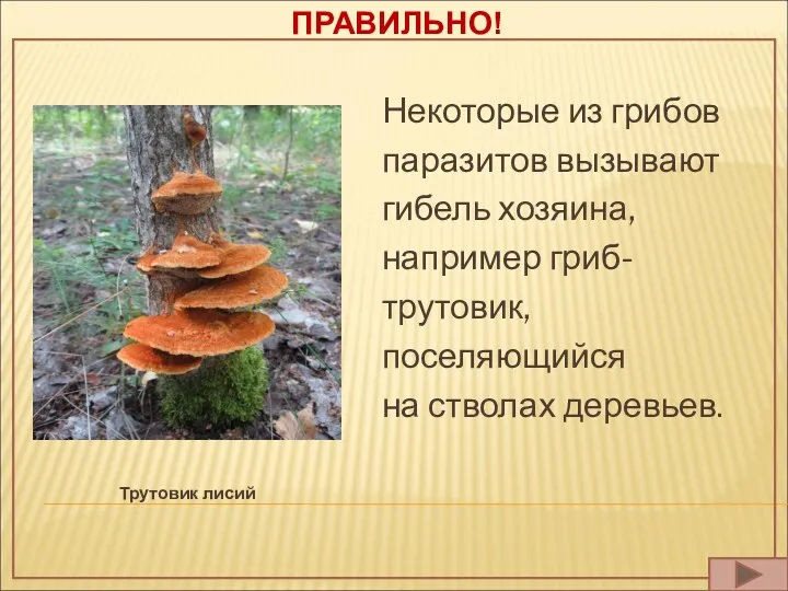 ПРАВИЛЬНО! Трутовик лисий Некоторые из грибов паразитов вызывают гибель хозяина,