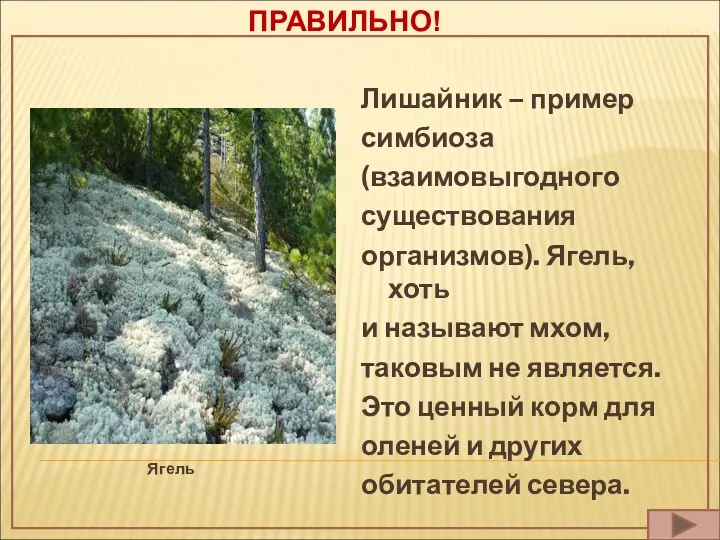 ПРАВИЛЬНО! Ягель Лишайник – пример симбиоза (взаимовыгодного существования организмов). Ягель,