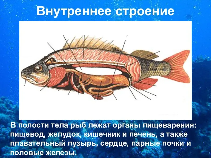 Внутреннее строение В полости тела рыб лежат органы пищеварения: пищевод,