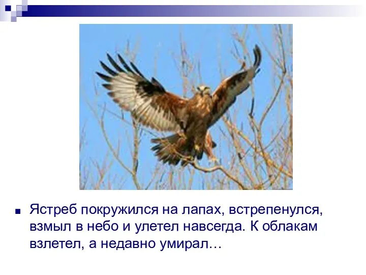 Ястреб покружился на лапах, встрепенулся, взмыл в небо и улетел