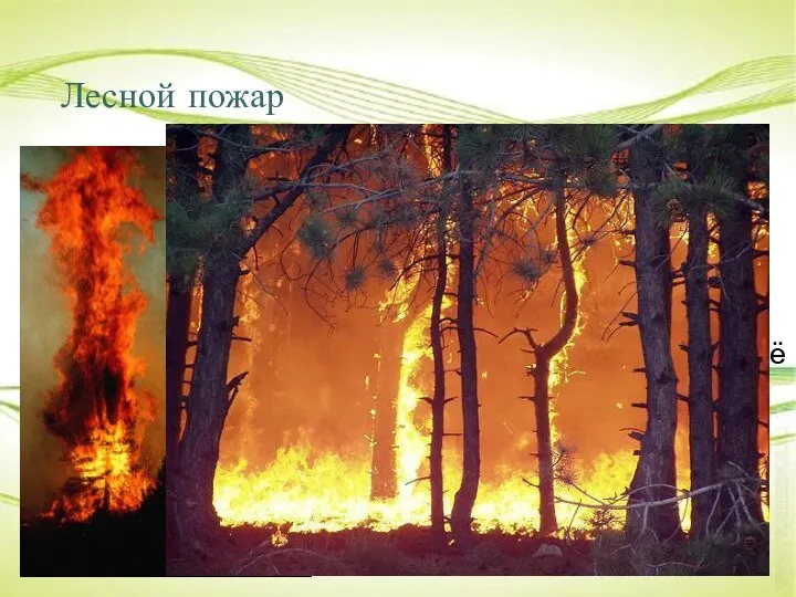 Лесной пожар В молодых лесах, в которых много зелени, вероятность