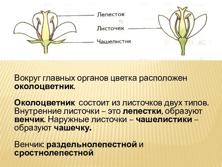 Вокруг главных органов цветка расположен околоцветник. Околоцветник состоит из листочков