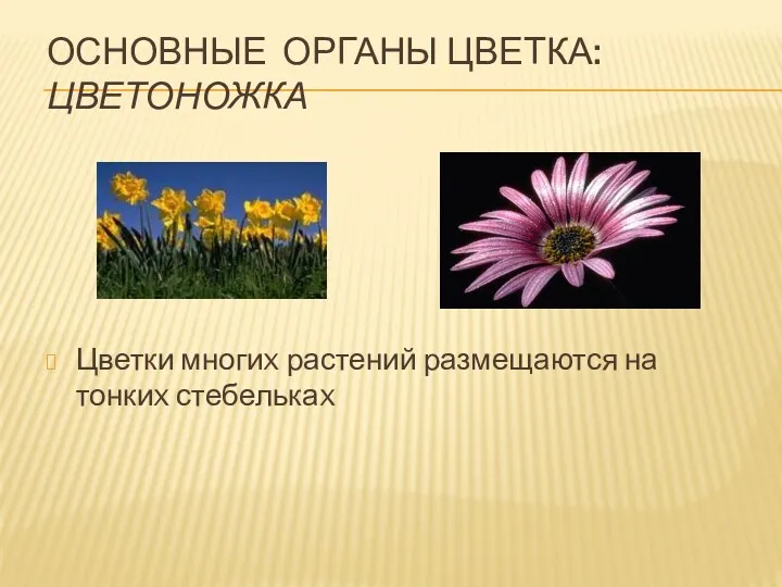 ОСНОВНЫЕ ОРГАНЫ ЦВЕТКА: ЦВЕТОНОЖКА Цветки многиx растений размещаются на тонкиx стебелькаx