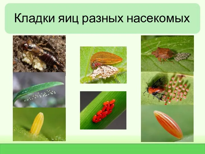 Кладки яиц разных насекомых