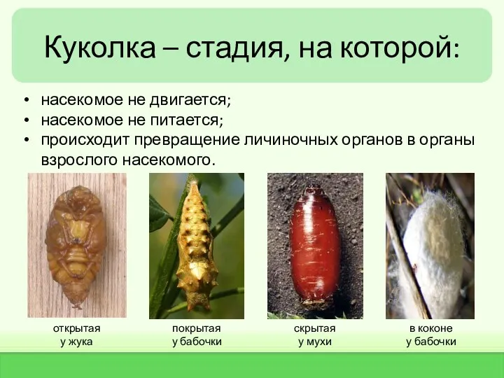 Куколка – стадия, на которой: насекомое не двигается; насекомое не