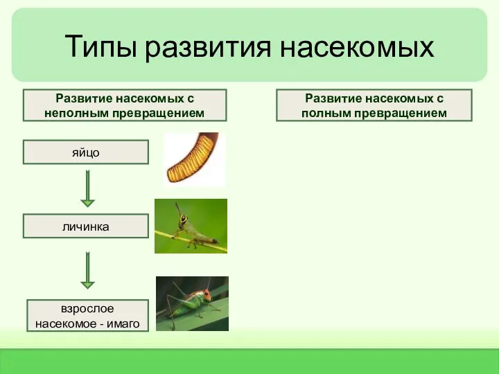 Типы развития насекомых яйцо личинка взрослое насекомое - имаго Развитие