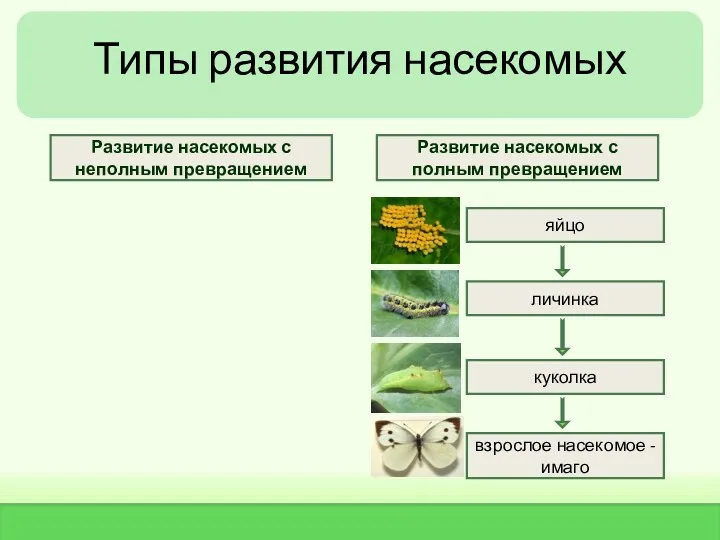 Типы развития насекомых яйцо личинка взрослое насекомое - имаго куколка