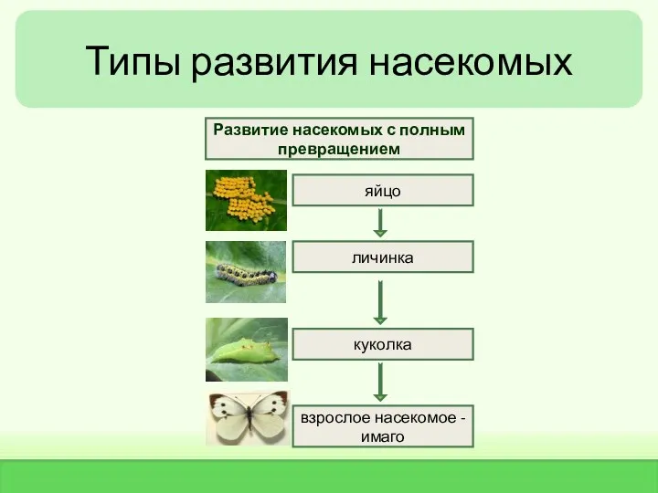 Типы развития насекомых яйцо личинка взрослое насекомое - имаго куколка Развитие насекомых с полным превращением