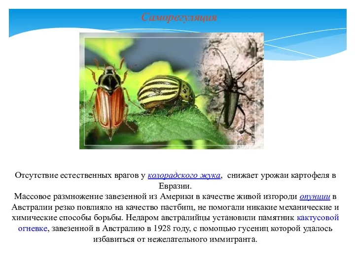 Саморегуляция Отсутствие естественных врагов у колорадского жука, снижает урожаи картофеля в Евразии. Массовое