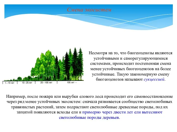 Смена экосистем Например, после пожара или вырубки елового леса происходит его самовосстановление через