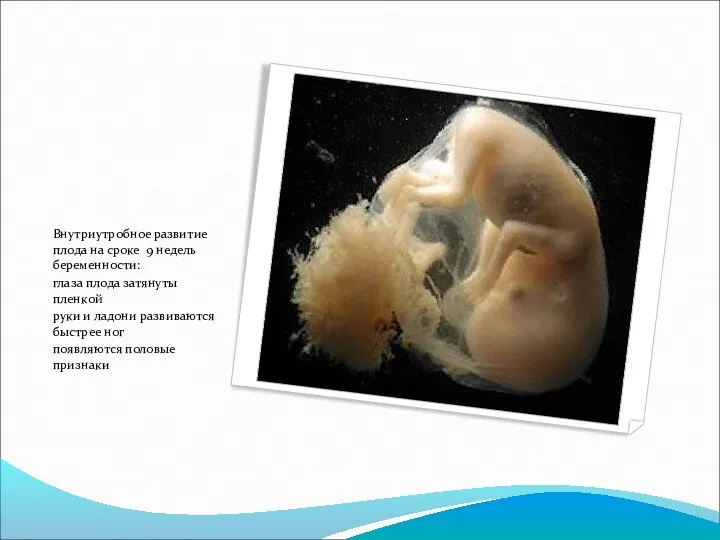 Внутриутробное развитие плода на сроке 9 недель беременности: глаза плода