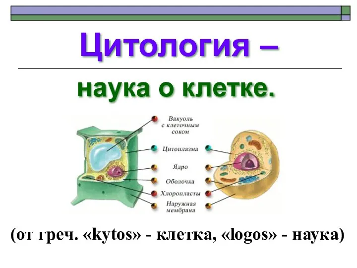 Цитология – наука о клетке. (от греч. «kytos» - клетка, «logos» - наука)