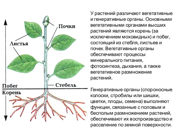 У растений различают вегетативные и генеративные органы. Основными вегетативными органами