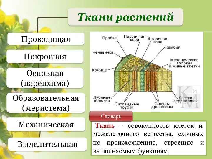 Ткани растений Проводящая Покровная Основная (паренхима) Образовательная (меристема) Механическая Ткань