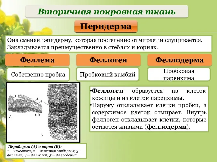 Вторичная покровная ткань Феллема Собственно пробка Феллоген Феллодерма Перидерма Пробковый