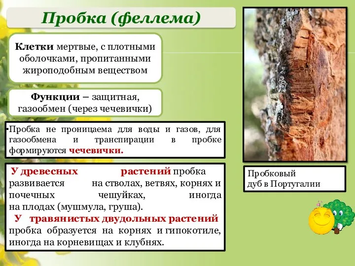 Пробка (феллема) Клетки мертвые, с плотными оболочками, пропитанными жироподобным веществом