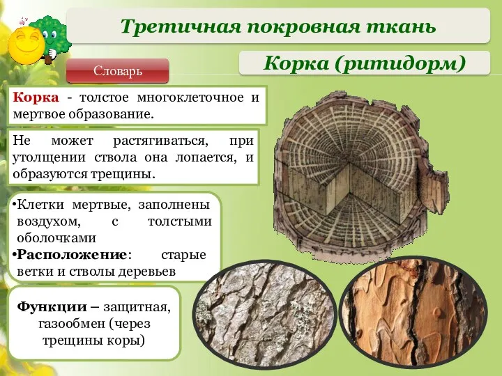 Клетки мертвые, заполнены воздухом, с толстыми оболочками Расположение: старые ветки