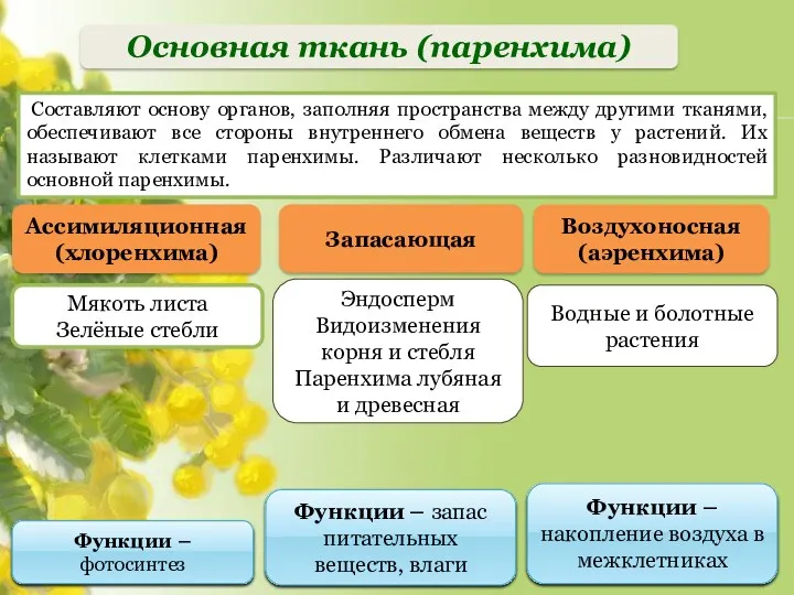 Водные и болотные растения Эндосперм Видоизменения корня и стебля Паренхима