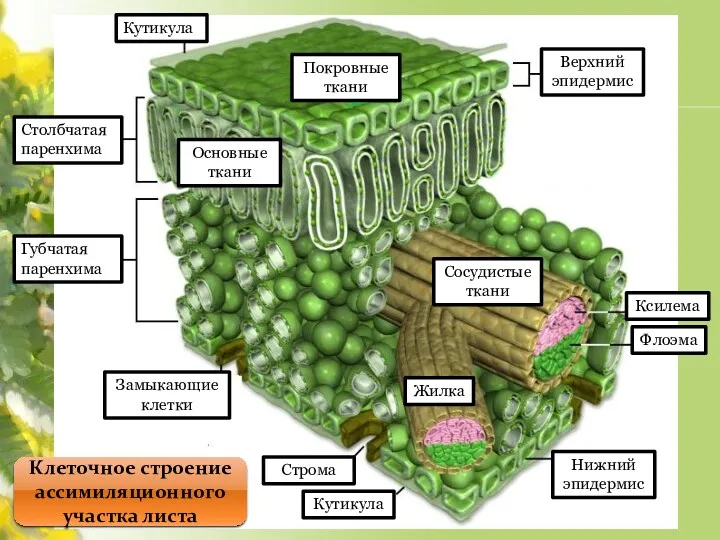 Кутикула Кутикула Столбчатая паренхима Губчатая паренхима Замыкающие клетки Строма Нижний