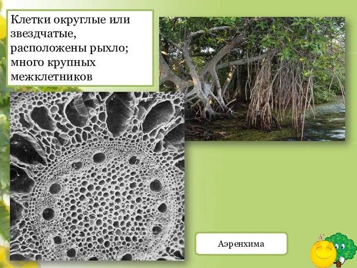 Аэренхима Клетки округлые или звездчатые, расположены рыхло; много крупных межклетников