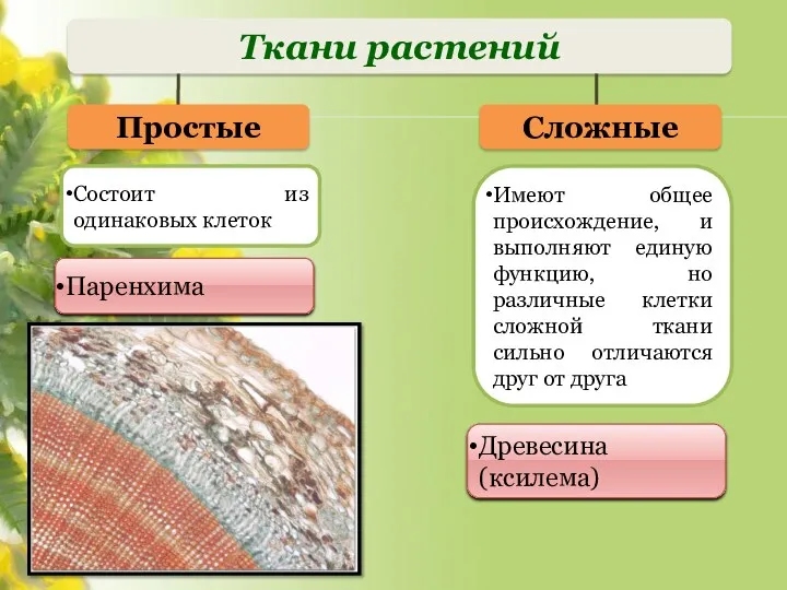 Ткани растений Простые Сложные Состоит из одинаковых клеток Имеют общее