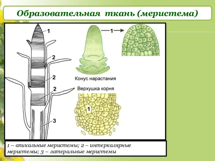 Образовательная ткань (меристема) 1 – апикальные меристемы; 2 – интеркалярные меристемы; 3 – латеральные меристемы