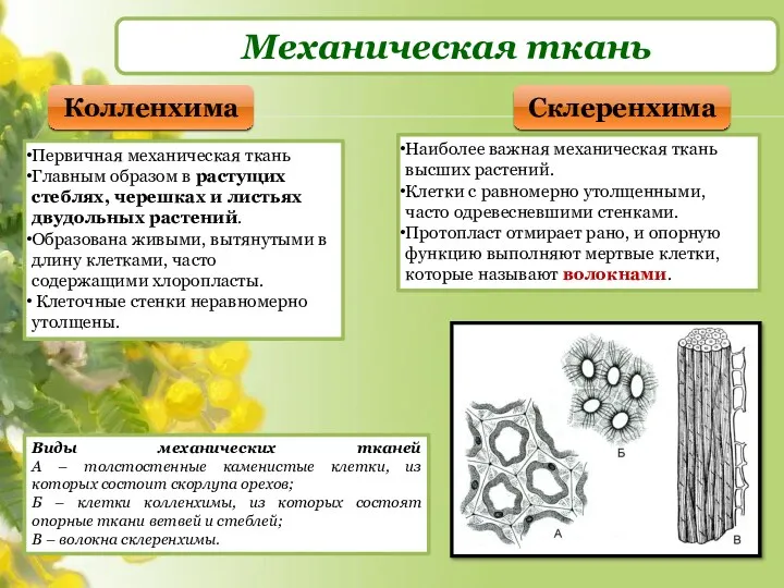 Механическая ткань Колленхима Склеренхима Первичная механическая ткань Главным образом в