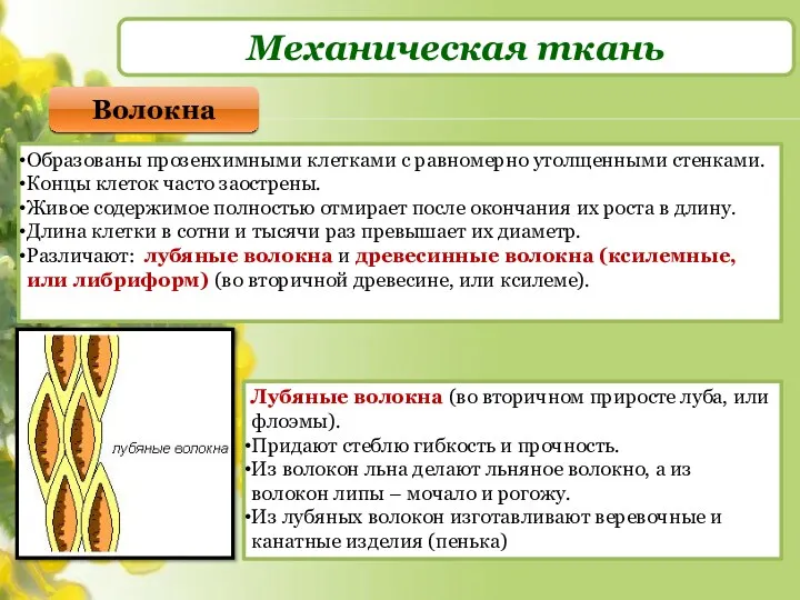 Механическая ткань Волокна Образованы прозенхимными клетками с равномерно утолщенными стенками.