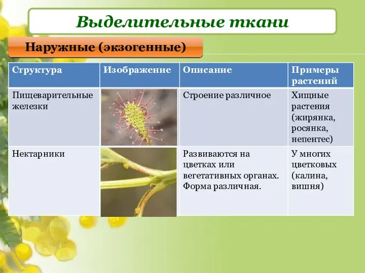 Выделительные ткани Наружные (экзогенные)