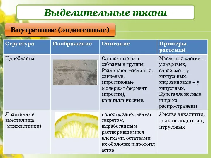 Выделительные ткани Внутренние (эндогенные)