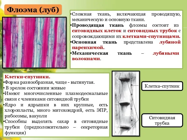 Флоэма (луб) Сложная ткань, включающая проводящую, механическую и основную ткани.