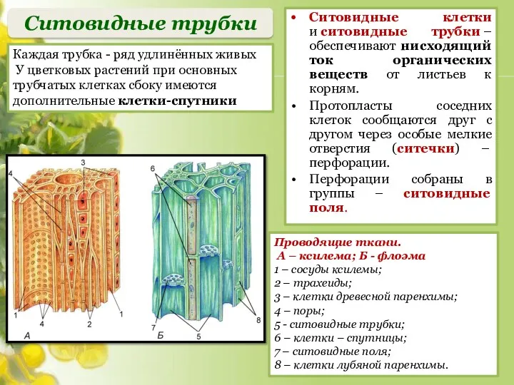 Ситовидные клетки и ситовидные трубки –обеспечивают нисходящий ток органических веществ