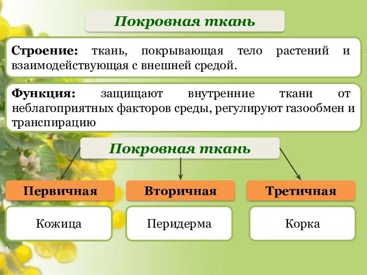 Покровная ткань Первичная Кожица Строение: ткань, покрывающая тело растений и