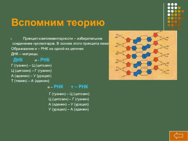 Вспомним теорию Принцип комплементарности – избирательное соединение нуклеотидов. В основе этого принципа лежит