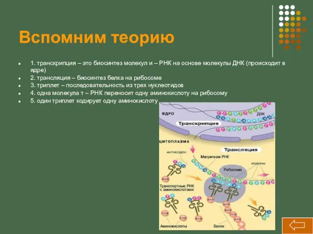 Вспомним теорию 1. транскрипция – это биосинтез молекул и –