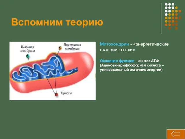 Вспомним теорию Митохондрии - «энергетические станции клетки» Основная функция –