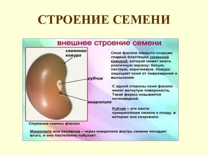 СТРОЕНИЕ СЕМЕНИ