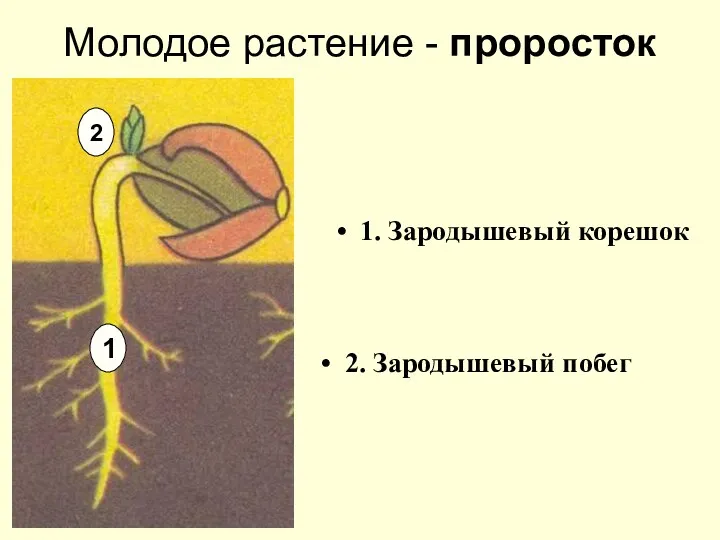 Молодое растение - проросток 1. Зародышевый корешок 2. Зародышевый побег 1 2