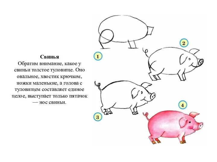 Свинья Обратим внимание, какое у свиньи толстое туловище. Оно овальное, хвостик крючком, ножки