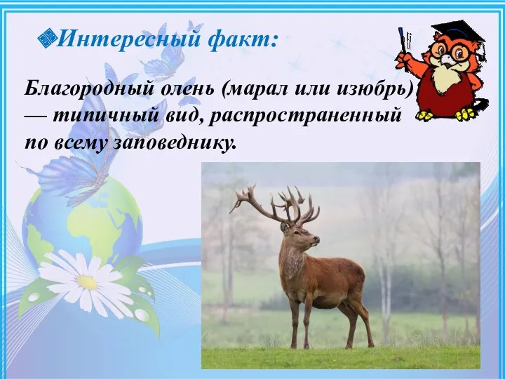 Интересный факт: Благородный олень (марал или изюбрь) — типичный вид, распространенный по всему заповеднику.