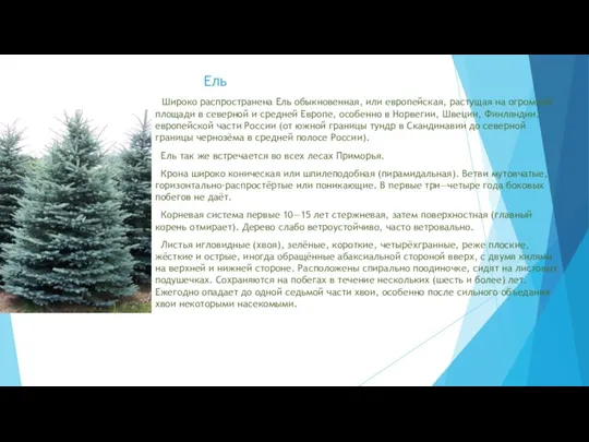 Ель Широко распространена Ель обыкновенная, или европейская, растущая на огромной