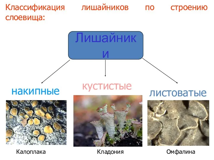 Классификация лишайников по строению слоевища: Лишайники накипные листоватые кустистые Калоплака Омфалина Кладония