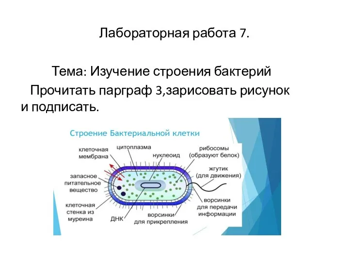 Лабораторная работа 7. Тема: Изучение строения бактерий Прочитать парграф 3,зарисовать рисунок и подписать.