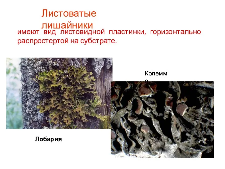 Листоватые лишайники имеют вид листовидной пластинки, горизонтально распростертой на субстрате. Лобария Колемма